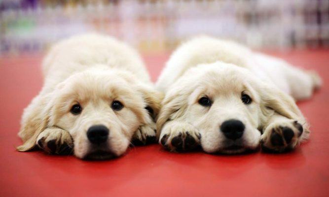 non esistono du cani uguali 1200x720