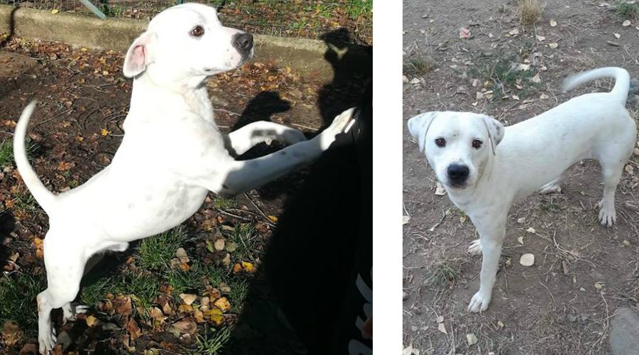 Il "mini Dogo" che abbraccia tutti. Edgardo, l'uomo del carretto che aiuta i randagi 58 Dogo