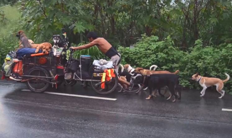 Il "mini Dogo" che abbraccia tutti. Edgardo, l'uomo del carretto che aiuta i randagi 59 Messico per salvare cani randagi