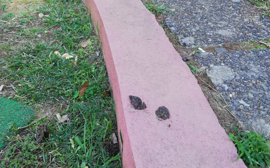 La segnalazione: sporcizia e vetri alla villetta di Commenda 63 bisogni cani villetta commenda 02