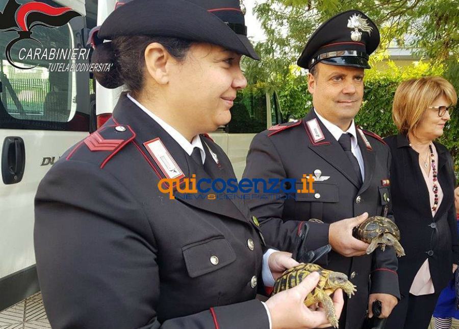 cc tararughe forestali