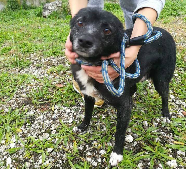 Sun e la voglia di vivere vincono contro la crudeltà. La storia: il soldato e la gattina 55 sun canile donnici