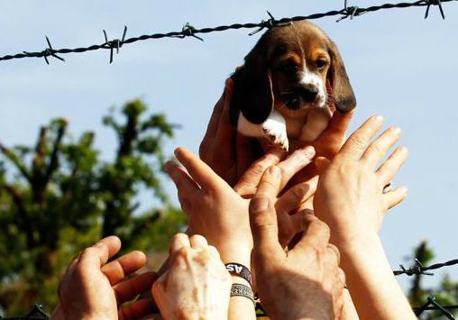 Sun e la voglia di vivere vincono contro la crudeltà. La storia: il soldato e la gattina 57 vita grinhill