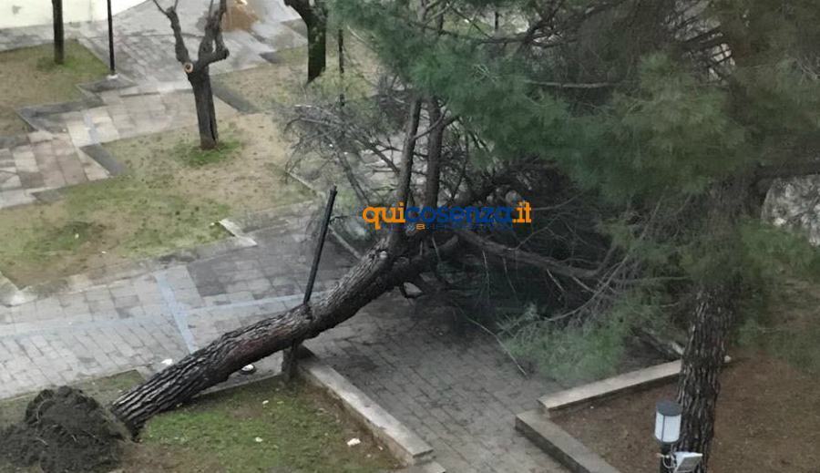 albero sradicato piazza cappello cs