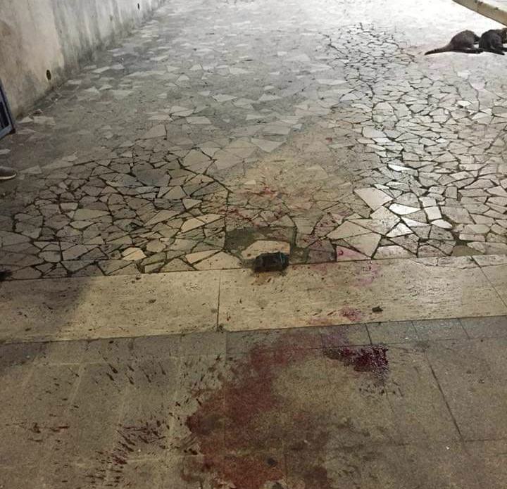 Orrore a Cosenza, gattini trovati con il cranio fracassato nel cortile di un condominio 54 gatti cranio fracassato enpa 02