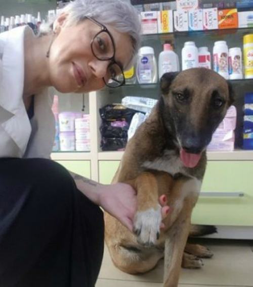 Cane randagio entra in farmacia