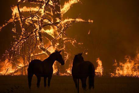 Apocalisse in Australia, gli incendi uccidono oltre un miliardo di animali selvatici 54 australia1