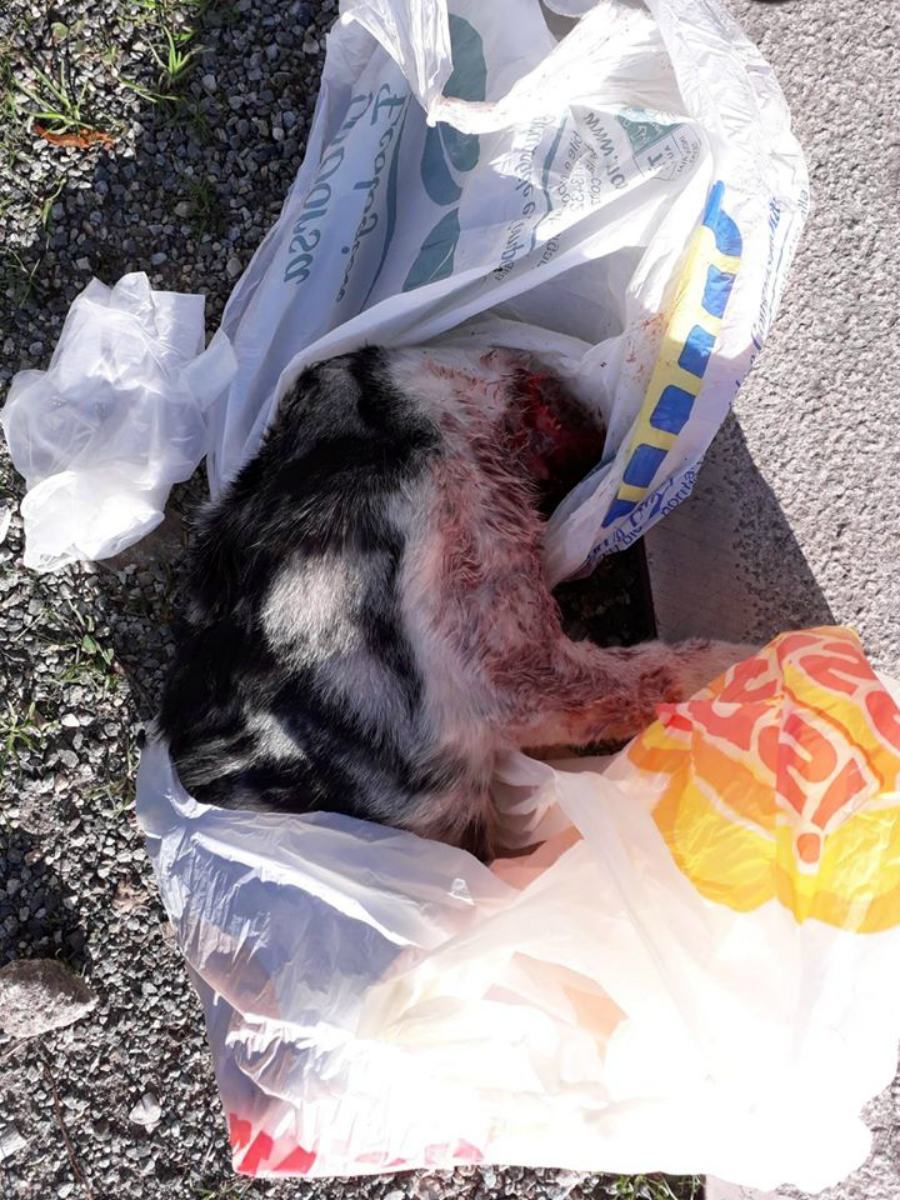 Gatto imbottito di petardi e fatto esplodere: "la crudeltà appartiene solo all'uomo" 54 gatto petardi brindisi 02