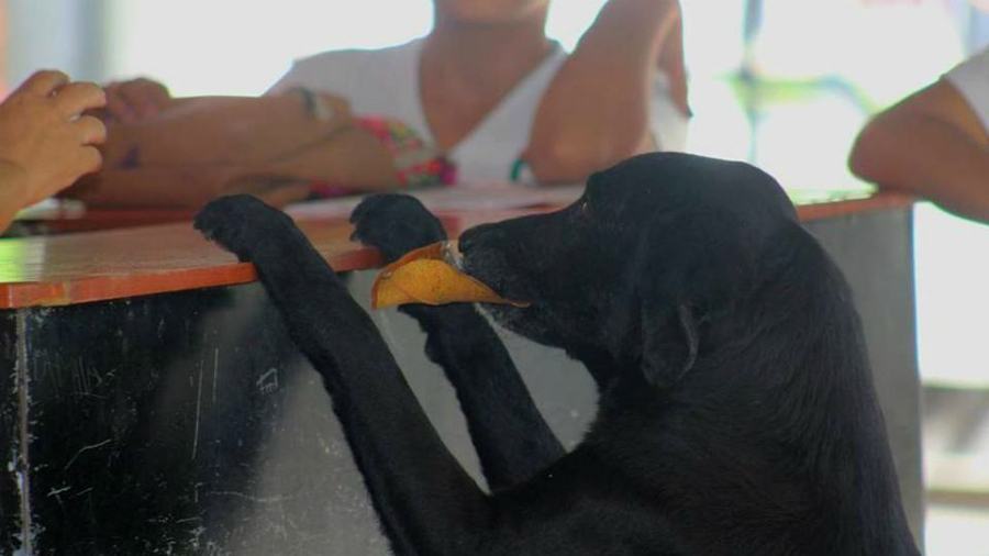 negro cane foglie biscotti