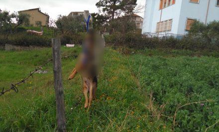 Barbarie a Cassano allo Jonio, cane trovato impiccato ad un palo 54 Cane impiccato Cassano2