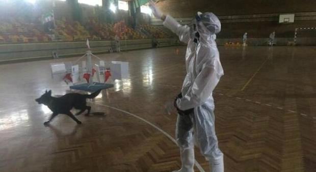 Leila è dolcissima e cerca casa. Studio sui cani per 'fiutare' il Covid 19 55 Addestramento cani.jpg