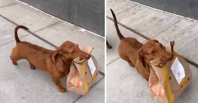 Bassotto aiuta la proprietaria in quarantena andando a ritirate il cibo da asporto video