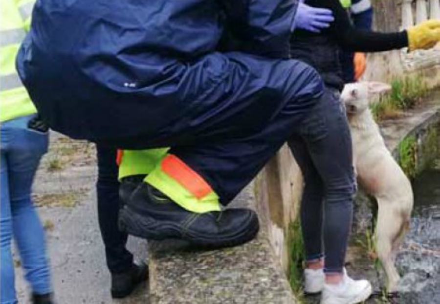 Cani caduti nella fontana Isola 02