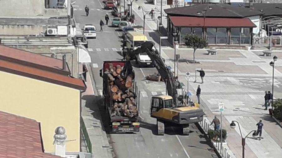 alberi montegiordano