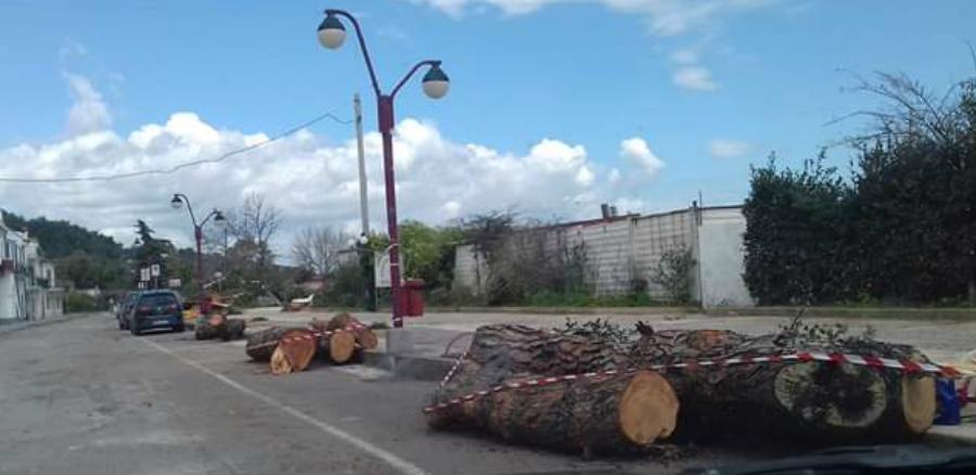 Montegiordano, taglio pini: Wwf chiede accesso agli atti. Alberi Verdi: "boicottiamo la località" 54 alberi montegiordano 2