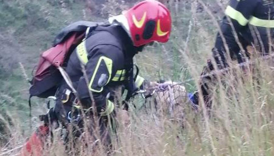 cane salvato vv ff 8