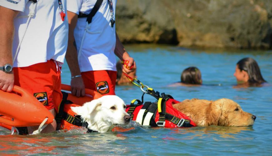 Cani bagnini si preparano alla "Fase 2" pronti a tornare in spiaggia 58 cani bagnini1