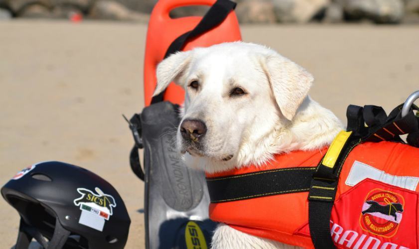 Cani bagnini si preparano alla "Fase 2" pronti a tornare in spiaggia 59 cani bagnini2
