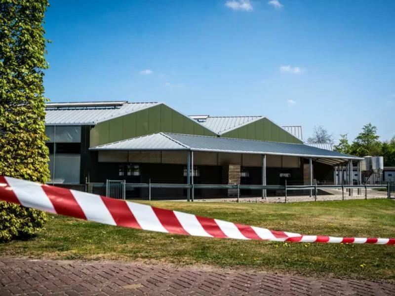 Primo caso di coronavirus in animali: infetto visone nei Paesi Bassi 54 fattorie isolate paesi bassi
