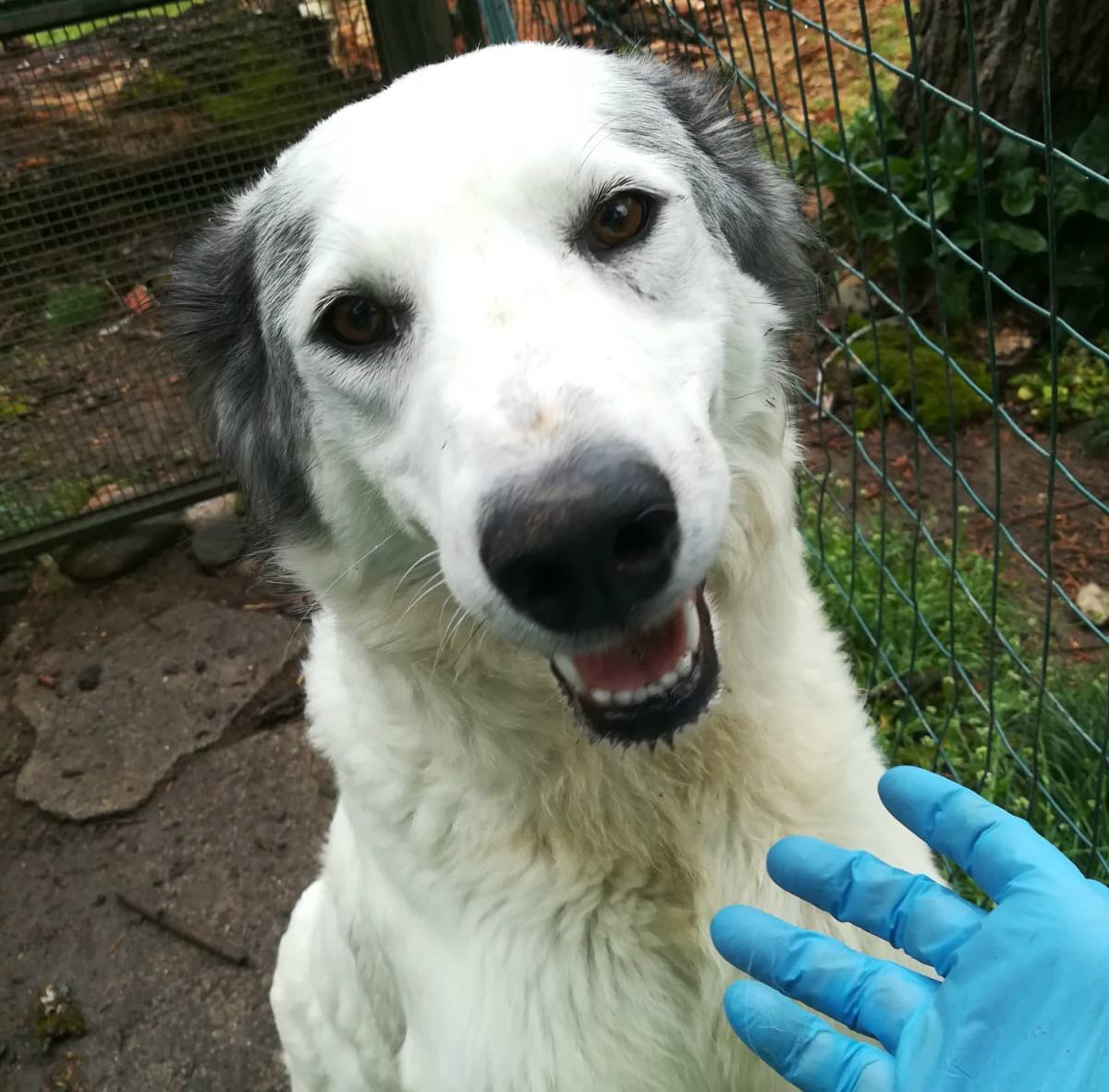 Leila è dolcissima e cerca casa. Studio sui cani per 'fiutare' il Covid 19 54 leila 02