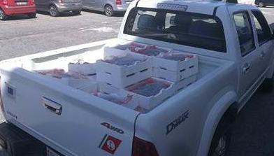 Pesca illegale, multe e sequestri. Sequestrati circa 150 chili di novellame di sarda 54 sequestro bianchetto strongoli 2