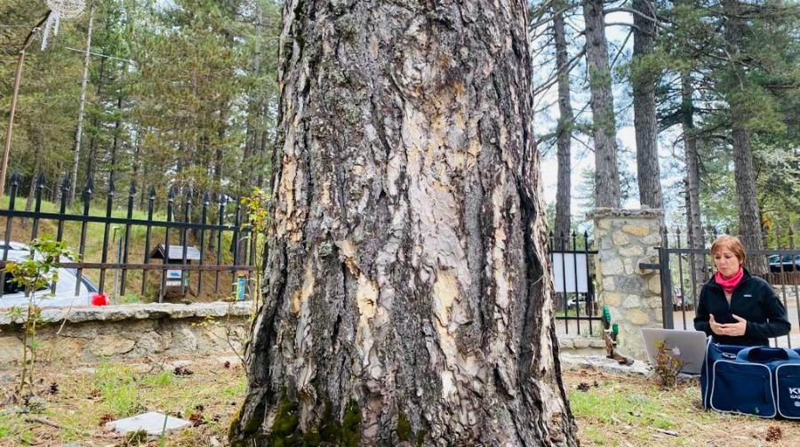"Stanze a cielo aperto": al via le video lezioni per i piccoli cittadini del Parco della Sila 59 Educazione 1
