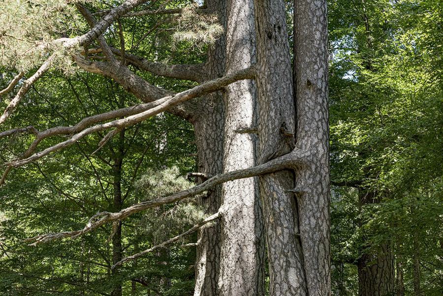 Giganti della Sila Foto Studio Larus 2019© FAI Fondo Ambiente Italiano