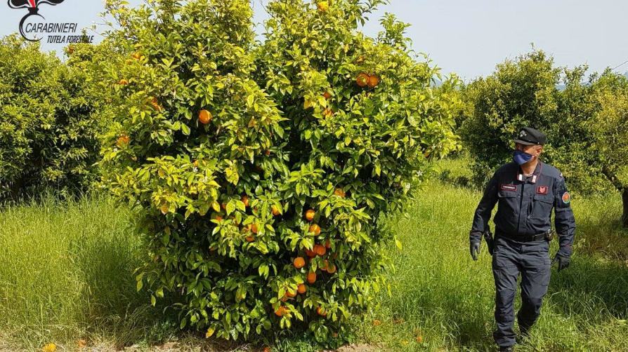 Sequestrati 50 ettari di agrumeti lungo le sponde del Crati: 18 indagati 56 corigliano sequestro agrumeto
