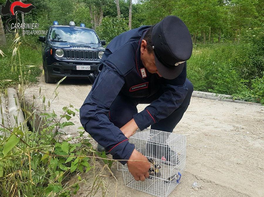 San Lorenzo del Vallo: cardellini detenuti illegalmente, esemplari rimessi in libertà 54 liberazione volatili carab forestali 02