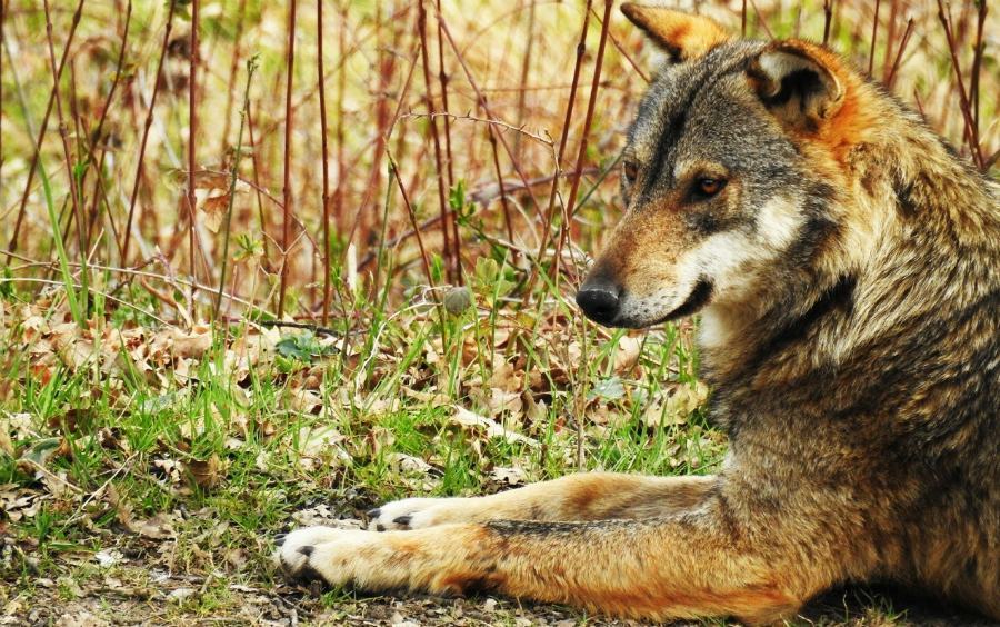 lupo appenninico 1 1