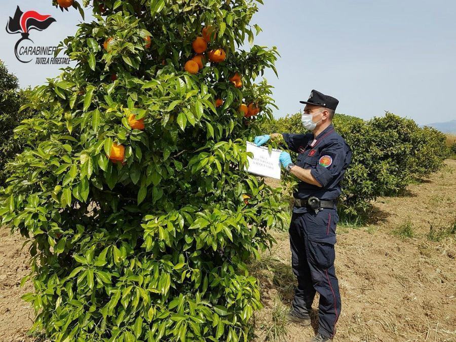Sequestrati 50 ettari di agrumeti lungo le sponde del Crati: 18 indagati 57 sequestro agrumeto 3
