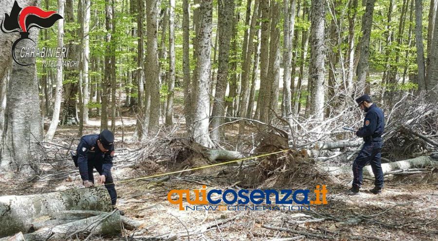 taglio alberi carabinieri forestali