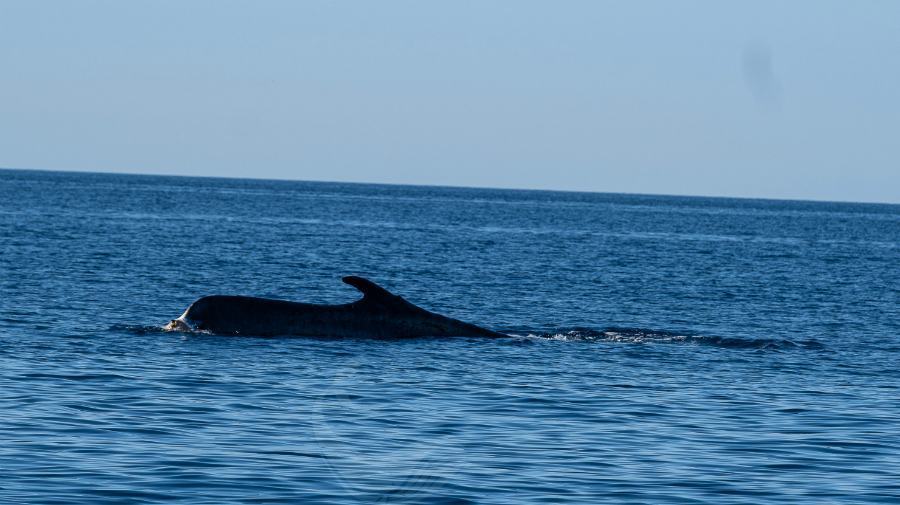 Centro Recupero Tartarughe Marine di Brancaleone 011 CRTM 2020 2