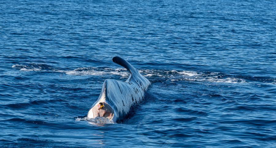 Centro Recupero Tartarughe Marine di Brancaleone 036