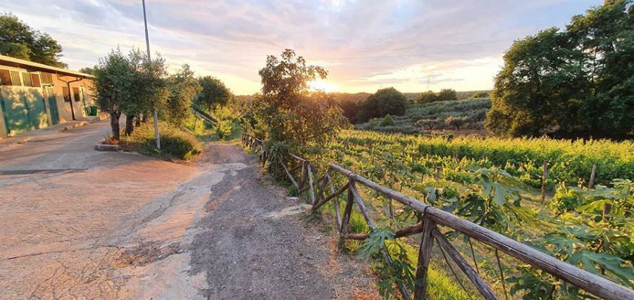 Lo Zibibbo calabrese conquista la top ten dei vini bianchi, stilata dal New York Times 57 cantine zibibbo benvenuto