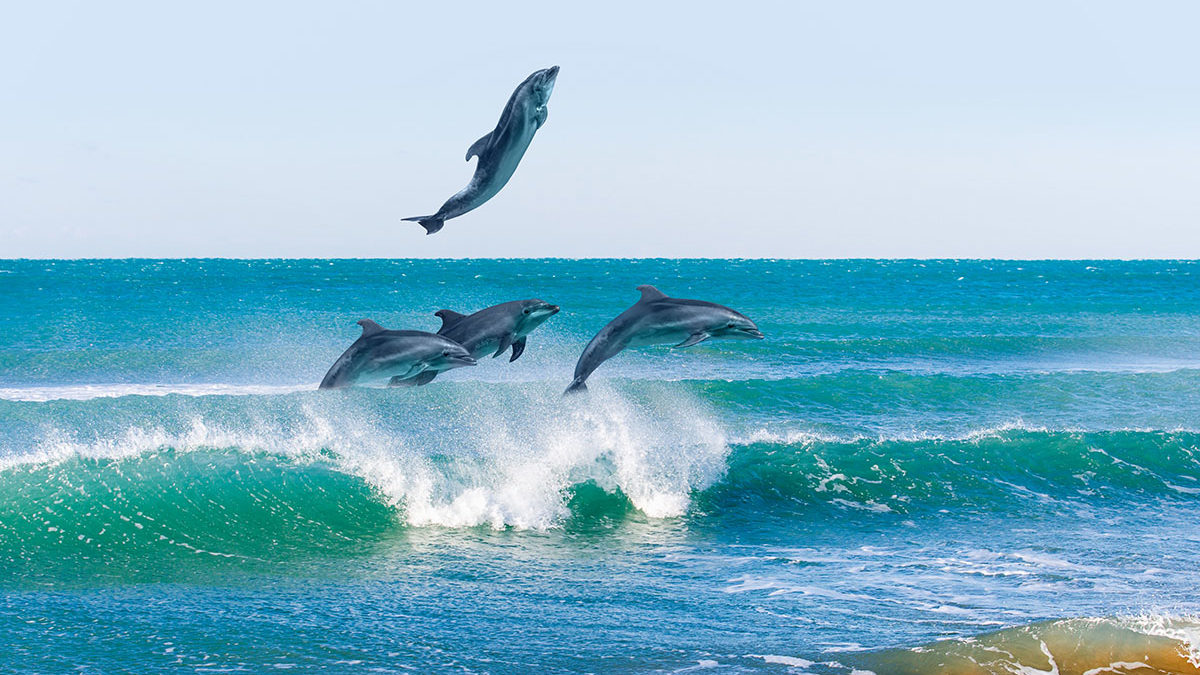 delfini