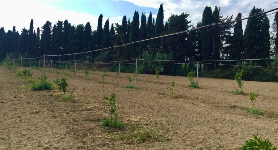 Emergenza acqua, Cufari lancia allarme: "oltre alla battaglia rifiuti a breve crisi idrica disastrosa" 54 Acqua 2