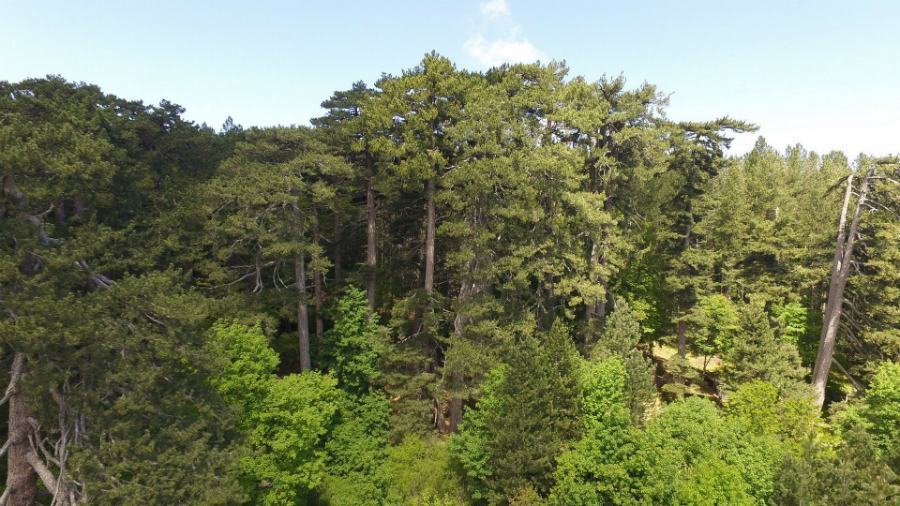 Giganti della Sila Foto Gianpiero Capecchi 2016©FAI Fondo Ambiente Italiano