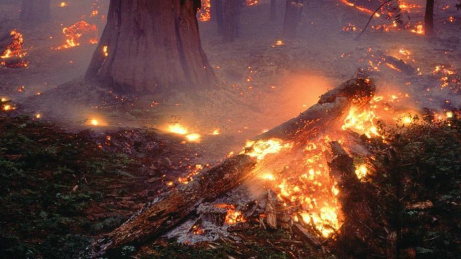 Prevenzione incendi: ciò che è acceso deve essere spento. Dai barbecue alle sigarette 57 incendio brace bosco