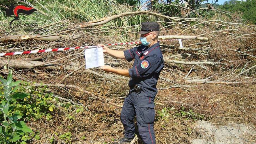 Bruciavano rifiuti e tagliavano alberi abusivamente, due persone denunciate nel cosentino 57 alberi 2