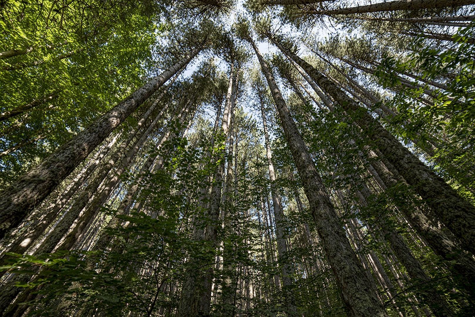 Giganti della Sila Foto Studio Larus2019©FAI Fondo Ambiente Italiano