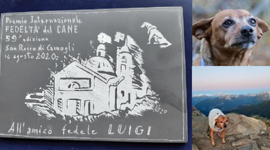 Luigi pinscher premiato cane fedele