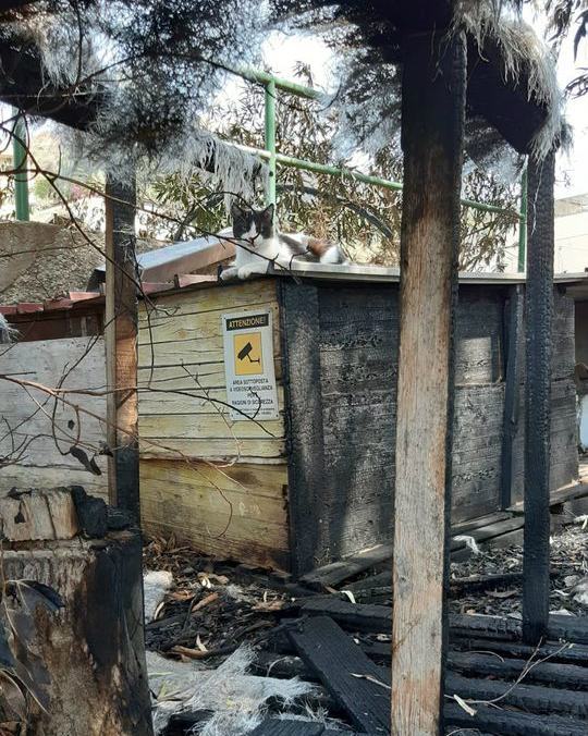 colonia felina reggio calabria 02