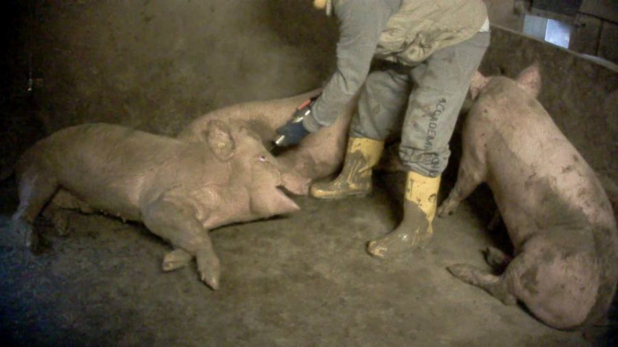 Violenze brutali sui maiali allevati, denunciato fornitore del marchio Fratelli Beretta 59 essere animale 01