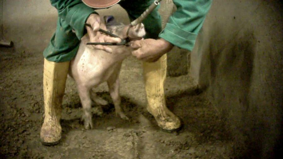 Violenze brutali sui maiali allevati, denunciato fornitore del marchio Fratelli Beretta 60 essere animale 02