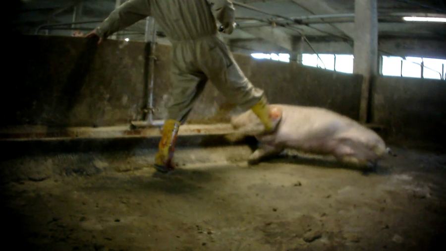 Violenze brutali sui maiali allevati, denunciato fornitore del marchio Fratelli Beretta 58 essere animale 03