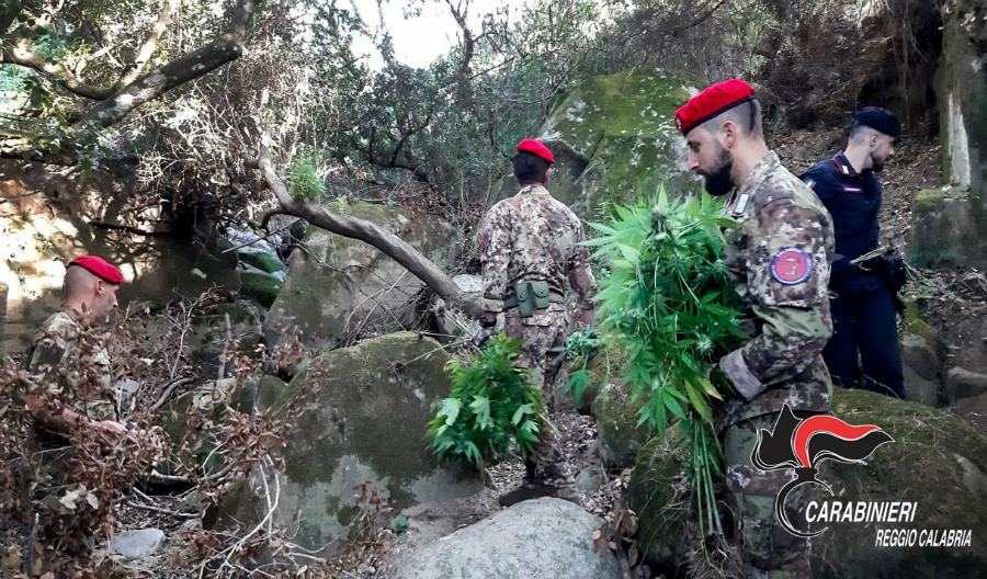 Piantagioni di marijuana scoperte dai carabinieri, distrutte 200 piante 54 marijuana piantagioni 01