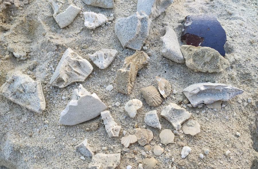 Cessaniti VV Sito paleontologico 2