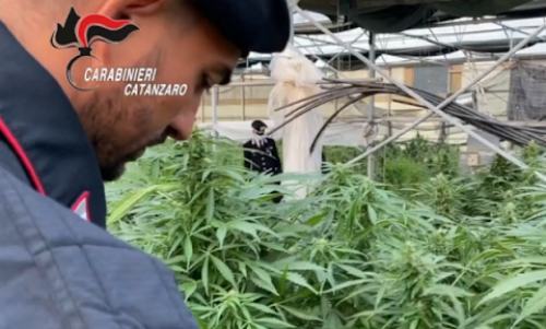 Novemila piante di canapa in un'azienda orto-floro-vivaistica, 8 arresti 54 Oro Verde Catanzaro piccola