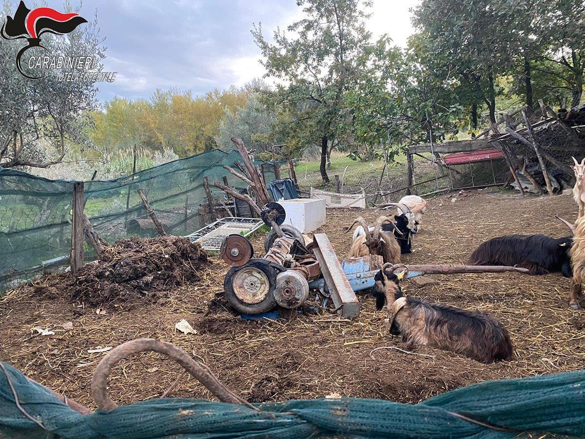 Abbandono di rifiuti in un'area agricola, denunciato un allevatore di Rota Greca 54 azienda sequestro 2
